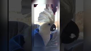 Baby Cockatoo wants to talk #parrots #birds #shorts #asmr