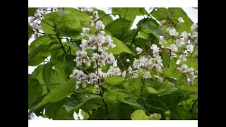 Catalpa común o Árbol Indio (Catalpa bignonioides)