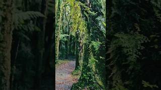 autumn holiday in New Zealand #waterfall #memories #autumn #newzealand #travel #follow #toddlers