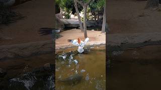 Bioparqe Valencia  #shorts #shortvideo #bioparque #animals #funnyanimal