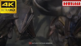 🎁4K Aggressive bats at night | DAILY NATURE FOOTAGE