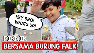 Piknik bersama burung falk