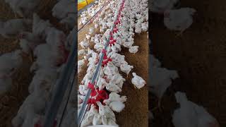 Broiler Farm