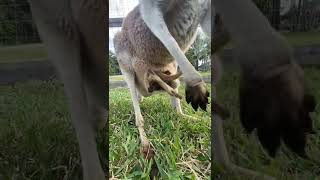 kangaroo puppy ❤️‍🔥​❣️​