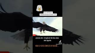 🦅🌫LAS ALAS FUERTES Y FIRMES DEL AGUILA #shorts #aves #tiktoks #reels #animales #curiosidades #viral