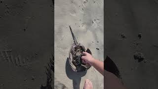 Future Marine Biologist explains a horseshoe crab parts