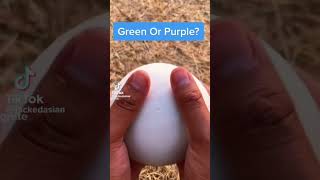 Green or purple?