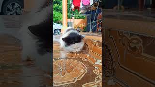 Berbagi Kue Keju Dengan Kucing Gemoy #kucingkampung #kucinglucu