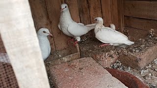 breeder pair ke baby pigeon ka shauk #masadbirds #kabootar #shauk