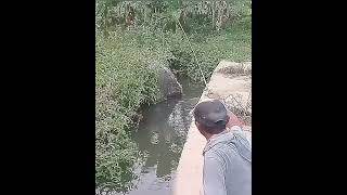 Mancing Lucu Saat Diganggu / Funny Fishing When Disturbed #Shorts