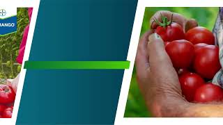 El resultado que quieres ver con Verango® | Agro Bayer Colombia​