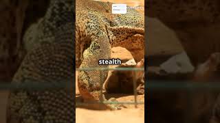 Komodo Dragon vs. Python: Epic Showdown!