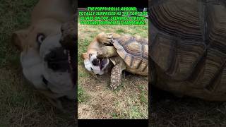 Puppy vs Turtle! Funniest Battle Ever #shorts