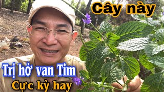 Cây này trị Hở van Tim cực kỳ hay . PHAN HẢI Vlog