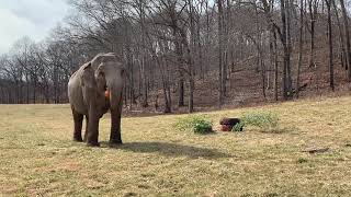 The Elephant Sanctuary | Debbie's 50th Birthday