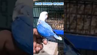 Top Quality Lovebird | blue euwing opaline | Lovebirds pairing 2023 #lovebirds