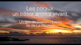 Festival de l'Océan - Prix mon corail mon trésor - Gaetan HOARAU -Les coraux un trésor animal vivant