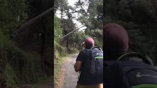 Devil Staircase - Ohiya #ohiya #nadaya #devilstaircase #shortsvideo #fypシ #travelsrilanka