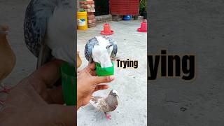 Pigeon are trying to eat from pot #pigeon #shorts #pets