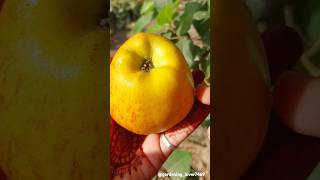 Fruits farming 🍎🍓🍏🥝🍑 #seasonal #fruitharvest #fruitcutting #organicharvest @gardening_lover7469