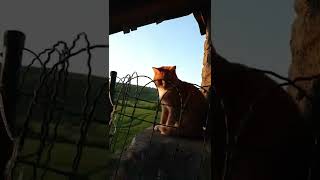 Cat is looking the nice view