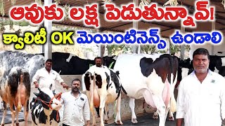 క్వాలిటీ hf ఆవులు Veda sri dairy farm shadnagar@MalleshAdla