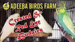 Adeeba birds farm & pets