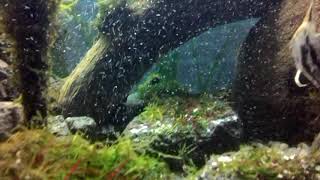 Gelembung super aquascape