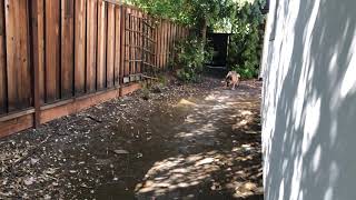 German Shepherd Running and Jumping Slow Motion