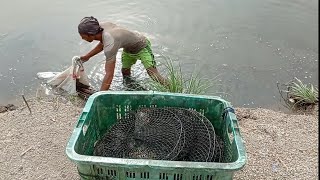 HABIS PANEN KEPITING BAKAU