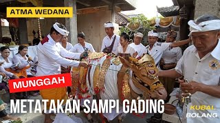 MUNGGAH METATAKAN SAMPI GADING (ATMA WEDANA BP KETUT URIP).