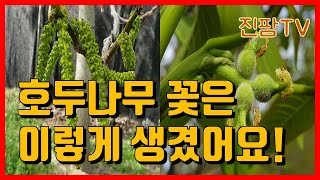 호두나무 꽃을 본 적 있나요? 애벌레를 닮은 호두나무 꽃!