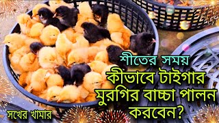 শীতের সময় কীভাবে টাইগার মুরগির বাচ্চা পালন করবেন? | টাইগার মুরগি পালন পদ্ধতি | শখের খামার