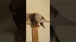 الدكر النحاسي #pigeon #حمام #حمام_السيفيانوس #حمام_لادرون #shorts #shortvideo #الحمام_السارق