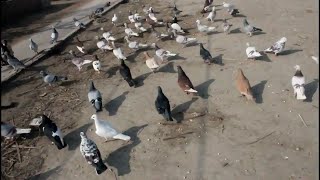 Raju ke kabootar || Sukkar || Sharbati Ghagrey pigeons.