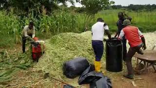 Silage making in progress