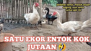 ENTOK JUMBO KOK MAHAL