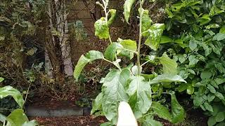 FRUIT TREES IN OUR GARDEN