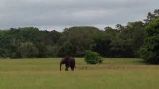 Charge d'un éléphant au lodge Loango - Iguéla