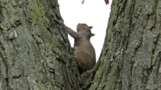 2016-october-31 - Écureuils - Funny Squirrels running