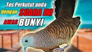 PERKUTUT LOKAL GACOR suara besar - BIKIN RAME