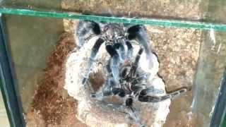 Kopulacja / Mating Brachypelma albopilosum 03.09.2014