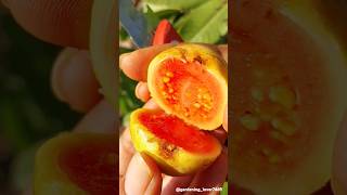 Fruit harvesting 🍎🍏🍓🍐🍑🥝 #seasonal #fruitharvest #fruitfarming #satisfying @gardening_lover7469