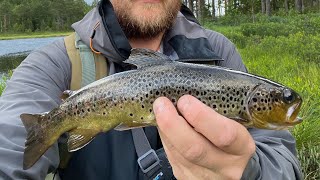 Ørretfiske i skogen med DUO tetra works!