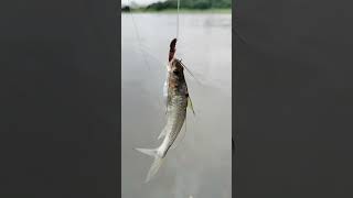 small catfish hunting jk fishing 91 #river #fishing #catfish #hunting