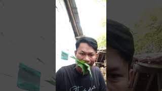 #shorts Makan daun pepaya pake minyak @ADE CRAZY