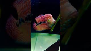 kamfa Flowerhorn #shorts #flowerhorn #feeding