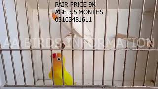 SUNDAY DEAL 3 PAIR's AVAILABLE | AA BIRDS INFORMATION