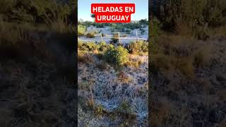 IMPRESIONANTE HELADA EN SIERRAS DE CARAPE URUGUAY