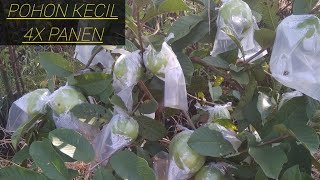 JAMBU KRISTAL POHON KECIL PANEN 4x